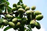 Loại quả xưa chín rụng đầy gốc nay thành đặc sản 80.000 đ/kg, trồng một lần thu hoạch nhiều năm, được ưa chuộng ở thành phố