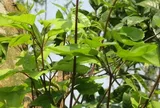 Đặc sản có tên "ngượng đỏ mặt", xưa mọc bờ rào nay được ưa chuộng giá 50.000 đ/kg, trồng một lần thu hoạch nhiều năm