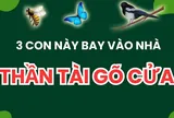 3 con vật vào nhà mang tới may mắn cho gia chủ