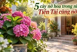 5 cây nở hoa trong nhà Tiền Tài cũng nở rộ