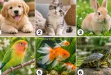 Chọn 1 thú cưng ấn tượng nhất: Hé lộ cách người khác nhìn nhận về bạn
