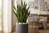 Mệnh nào hợp cây Lưỡi Hổ nhất?