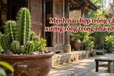 Mệnh nào hợp trồng cây xương rồng trong nhà nhất?