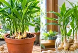 Trồng gừng phong thủy: Nên trồng thủy sinh hay vào chậu đất để cây vừa tốt vừa hút lộc?