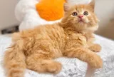 4 loài thú cưng được coi như "linh vật" mùa Trung thu, vừa đẹp vừa sạch, có con được ví là “kẻ ngăn nắp nhất”