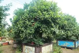 Cây ăn quả quen thuộc “lên chậu” thành bonsai độc lạ, là biểu tượng cho sự giàu có, giá đắt vẫn được săn lùng