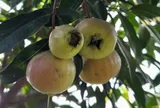 Loại quả mọc bờ rào xưa chín rụng đầy gốc nay thành đặc sản 200.000 đ/kg, trồng một lần thu hoạch nhiều năm, được ưa chuộng ở thành phố