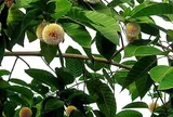Loại quả xưa chín rụng đầy gốc nay thành đặc sản 200.000 đ/kg, trồng một lần thu hoạch nhiều năm, du khách thích mê