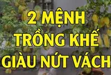 2 mệnh trồng khế cực kỳ hút tài lộc: Tiền về như nước