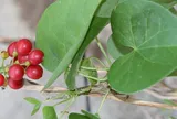 5 cây thuốc nam giảm đau cổ vai gáy, dễ kiếm, mọc quanh nhà