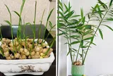 5 điều quan trọng cần biết khi chơi chậu gừng trong nhà