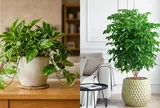 5 loại cây cảnh được nhiều gia đình ưa chuộng: Vừa làm đẹp nhà, vừa mang ý nghĩa may mắn, tài lộc