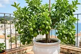 Cách trồng chanh trong chậu quả sai trĩu cành, ăn quanh năm