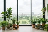 Đặt cây cảnh ở đâu trong nhà để vừa đẹp mắt vừa hợp phong thủy? 5 vị trí nhiều người quan tâm