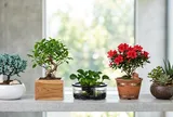 Không phải cây nào cũng hợp mọi mệnh: Cách chọn cây cảnh theo ngũ hành dễ áp dụng