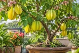 Lời khuyên cho những gia đình đang trồng cây khế trong chậu
