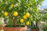 Lời nhắn cho những ai đang trồng cây chanh trong chậu: Nhất định đừng quên điều này