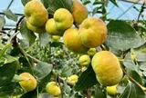 Loại quả mọc bờ rào xưa không ai biết đến, nay thành đặc sản ở thành phố giá 250.000 đ/kg, trồng một lần thu hoạch nhiều năm