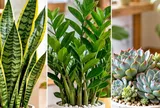 Cây cảnh không cần lớn nhanh chỉ cần đừng vàng lá: Gợi ý 5 cây trồng lâu càng đẹp