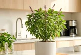Cây húng quế tốt cho phong thủy: Trồng ở 3 hướng này hút tài lộc