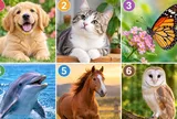 Chọn 1 hình con vật bạn yêu thích để xem điều gì đang chờ đón phía trước