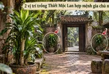 2 vị trí trồng Thiết Mộc Lan hợp mệnh gia chủ nhất
