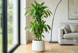 Mệnh nào hợp cây Thiết Mộc Lan nhất?