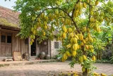 Mệnh nào kỵ cây Khế nhất?