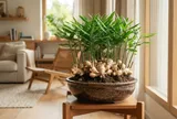 Mệnh nào trồng Gừng tốt nhất?