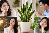 Những người không nên trồng cây lưỡi hổ