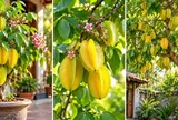 Tuổi con giáp nào hợp trồng cây khế phong thủy?