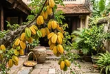 Tuổi nào hợp trồng cây Khế nhất?