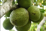 Loại quả mọc bờ rào xưa chín rụng đầy nay thành đặc sản 90.000 đ/kg, trồng một lần thu hoạch nhiều năm, được ưa chuộng ở thành phố
