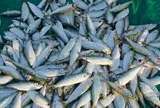 Loại cá nào được đánh giá tốt trên thế giới, giàu Omega-3, hàm lượng canxi gấp nhiều lần nước hầm xương?