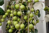 Loại quả tốt trên thế giới, Việt Nam trồng khắp nơi thành đặc sản ở thành phố giá 50.000 đ/kg, thu hoạch nhiều năm