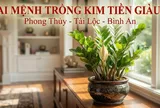 2 mệnh trồng kim tiền cực kỳ may mắn: Cây càng xanh người càng thăng quan phát tài