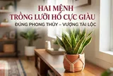 2 mệnh trồng lưỡi hổ cực kỳ may mắn: Cây càng xanh người càng giàu có