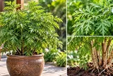 3 con giáp thích hợp trồng cây đinh lăng phong thủy