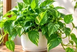 4 con giáp hợp trồng trầu bà phong thủy, đặt đúng vị trí càng dễ hút tài lộc
