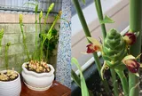 Cách trồng gừng ra hoa hút Tài Lộc, gọi Phú Quý