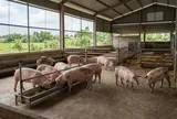Giá heo hơi hôm nay 23/9: Ba miền đồng loạt đi ngang, người chăn nuôi chờ sức mua cuối năm