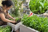 Cách trồng rau muống ngọn xanh non mập mạp