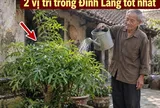 2 vị trí trồng Đinh Lăng tốt nhất