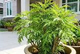 Mệnh nào không hợp trồng cây đinh lăng?