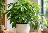 Trồng cây ngũ gia bì phong thủy hợp với tuổi con giáp nào?