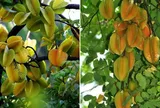 Trồng khế nên chọn khế chua hay khế ngọt