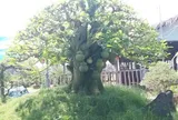 Cây dại cho quả đẹp “lên chậu” thành bonsai độc lạ, được săn lùng nhờ ý nghĩa phong thủy, có cây giá 150 triệu đồng