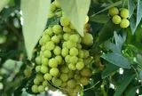 Loại quả mọc bờ rào xưa không ai biết đến nay thành đặc sản 100.000 đ/kg, trồng một lần thu hoạch nhiều năm, người thành phố ưa chuộng