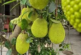 Món xưa "nhà nghèo" ăn đến chán ngán, nay thành đặc sản nổi tiếng khắp nơi giá 50.000 đ/kg, người thành phố ưa chuộng