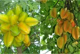3 vị trí không nên trồng khế kẻo hao tài tán lộc